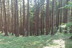 PrechodJavorniky2024_002