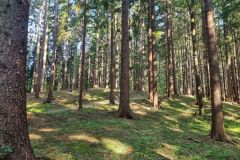 PrechodJavorniky2024_003