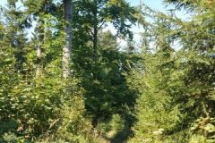 PrechodJavorniky2024_048